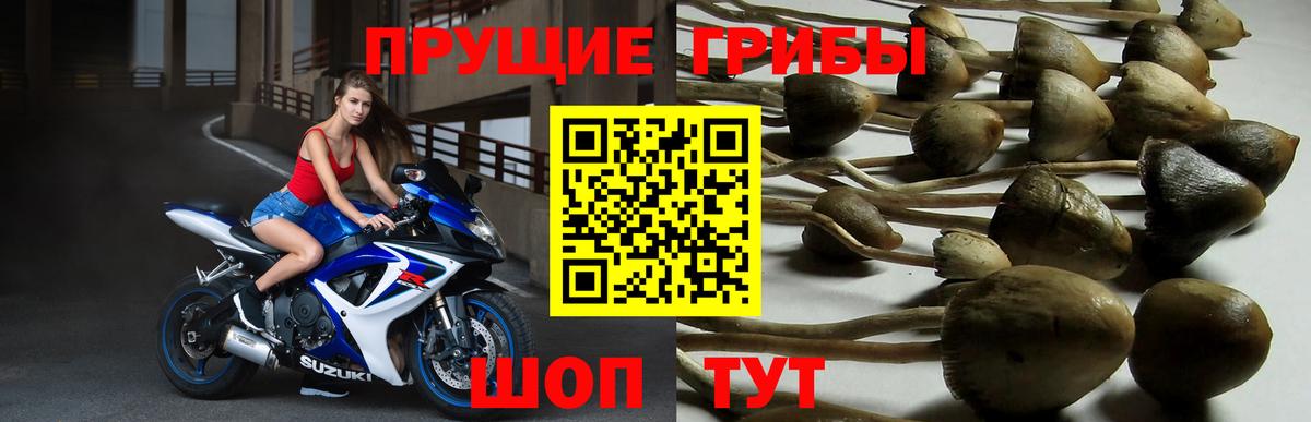 Псилоцибиновые грибы Psilocybine cubensis  Вход с VPN  купить наркоту  Псилоцибиновые грибы Psilocybine cubensis  Ялуторовск 