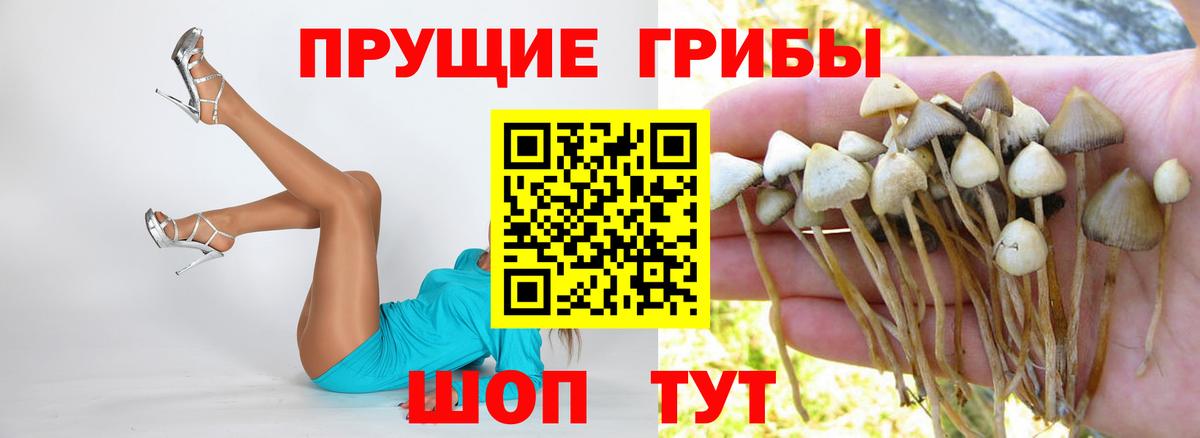 купить  цена  Псилоцибиновые грибы Psilocybe  Ялуторовск  Галлюциногенные грибы Cubensis 
